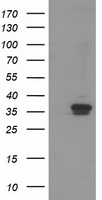 Breast cancer suppressor candidate 1 Antibody