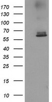 Breast cancer suppressor candidate 1 Antibody
