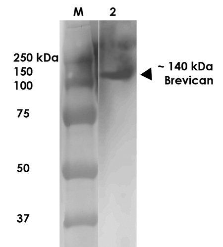 Brevican Antibody