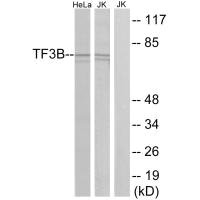 BRF1 Antibody