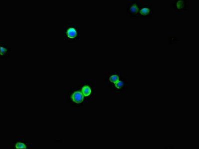 BRINP1 Antibody