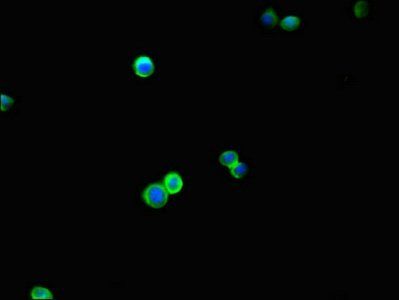 BRINP1 antibody