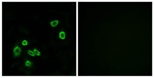 BRP44L antibody