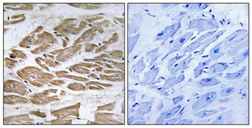 BRP44L Antibody