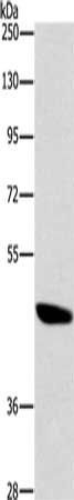 BRS3 Antibody