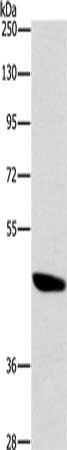 BRS3 antibody