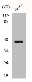 BRS3 antibody