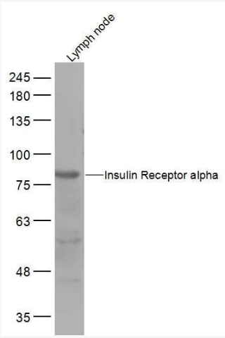 Insulin Receptor alpha antibody