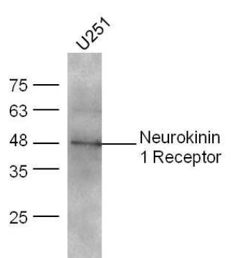 Neurokinin 1 Receptor antibody