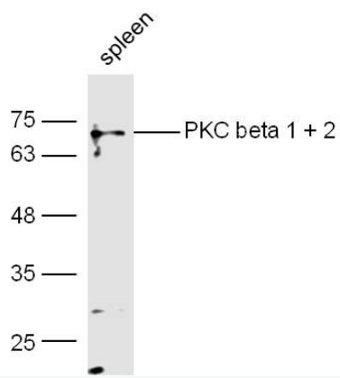 PKC antibody