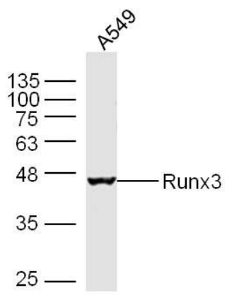 Runx3 antibody
