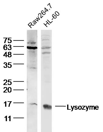 Lysozyme antibody
