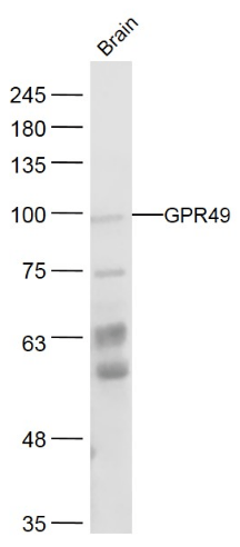 GPR49 antibody