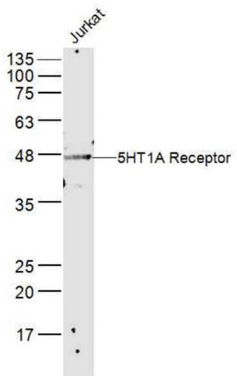 5HT1A Receptor antibody