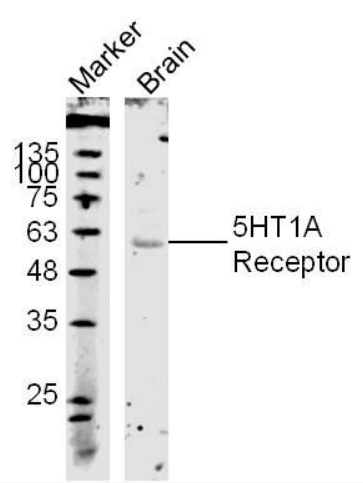 5HT1A Receptor antibody