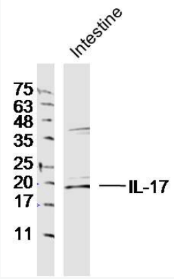 IL17A antibody