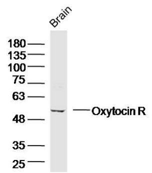 Oxytocin Receptor antibody