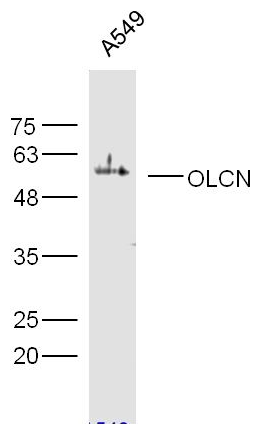 Occludin antibody