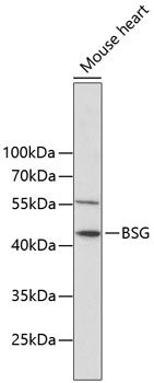 BSG antibody