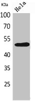 BSG Antibody