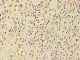 BSND Antibody
