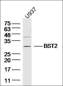 BST2 antibody