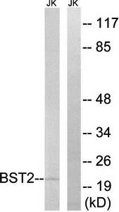 BST2 Antibody