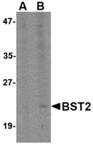 Bst2 Antibody