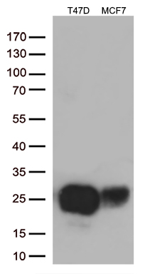 ZBTB44 Antibody