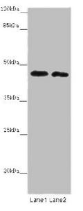 BTB/POZ domain-containing protein 2 antibody