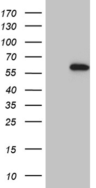 BTG2 Antibody