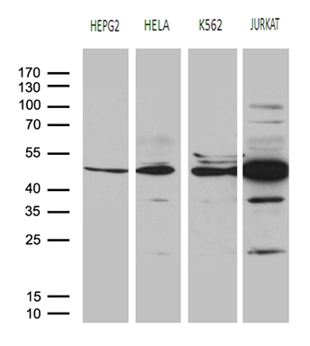 BTG2 Antibody