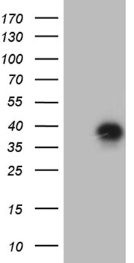 BTG2 Antibody