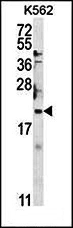 BTG2 antibody