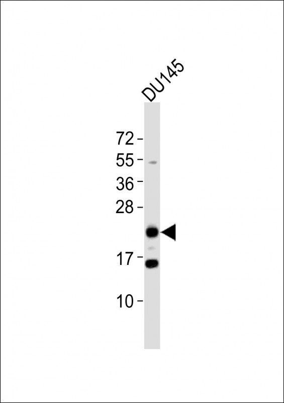 BTG4 antibody