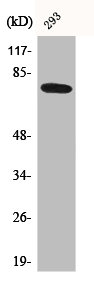 BTK Antibody