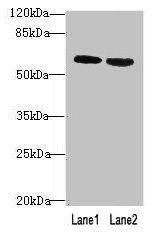 BTN2A2 antibody