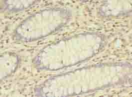 BTN3A1 Antibody
