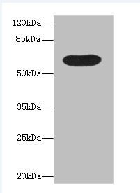 BTN3A1 Antibody
