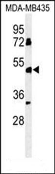 BTNL8 antibody