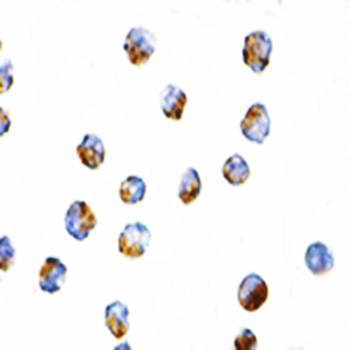 Bub1 Antibody