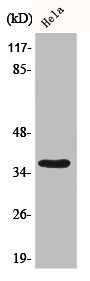 BUB3 antibody