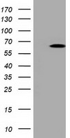 BubR1 Antibody