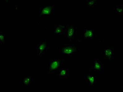 BUD13 antibody