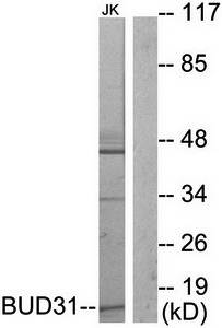 BUD31 Antibody