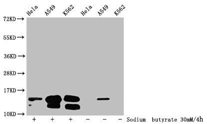 Butyrly-HIST1H2BC (K20) antibody