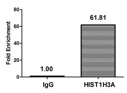 Butyrly-HIST1H3A (K23) Antibody