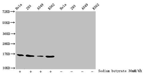Butyrly-HIST1H3A (K23) Antibody