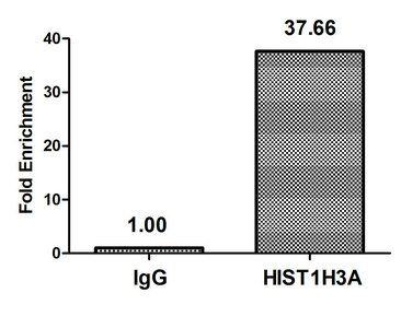 Butyrly-HIST1H3A (K27) Antibody