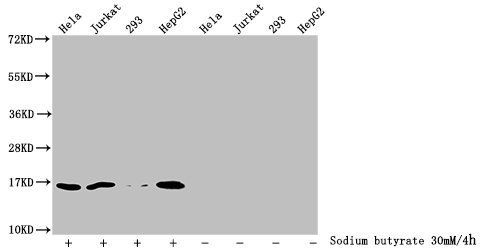 Butyrly-HIST1H3A (K27) Antibody